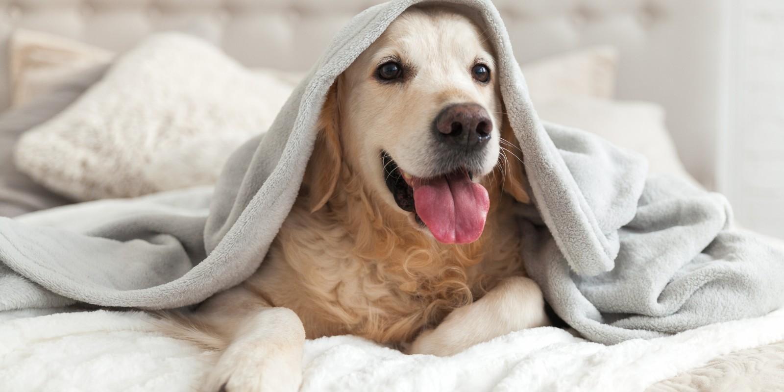 Zapopan pet-friendly: Encuentra la colonia ideal para vivir con tu mascota.